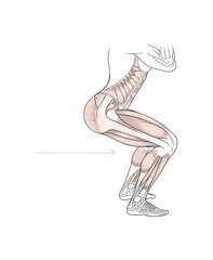 Anatomical illustration showcasing human muscles during a squat, ideal for fitness education, medical study, or athletic training guides, strength and conditioning