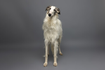 Tall White Dog with Brown Markings on Gray Background