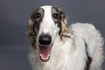Fototapeta premium Close-Up of White and Brown Dog with Happy Expression