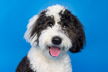 Black and White Fluffy Dog on Blue Background