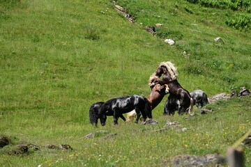Rangordnung. Schöne Noriker Hengste kämpfen auf der Bergweide um Die Rangordnung innerhalb der...
