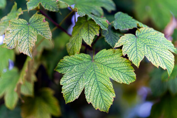 Green Maple Leaves with Visible Veins in Natural Light