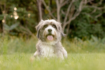 Fluffy Gray and White Dog Sitting Outdoors
