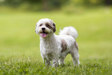 Small Dog Standing in Field