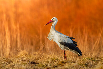 Bird White Stork Ciconia ciconia hunting time early spring in Poland Europe warm colors sundown
