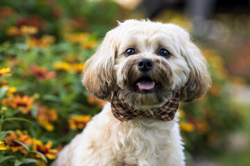 Small Dog with Bow Tie by Flowers