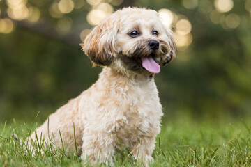 Small Cream Dog Sitting on Grass