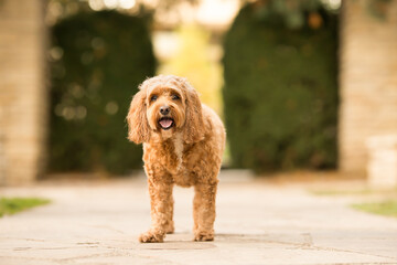 Brown Dog on Stone Pathway