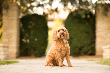Brown Curly Dog Sitting Outdoors