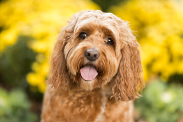 Happy Brown Dog with Flowers