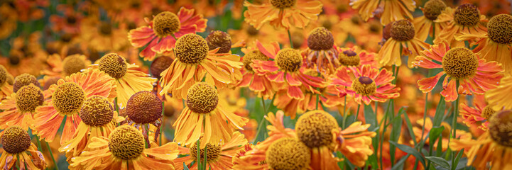 a field of yellow flowers
