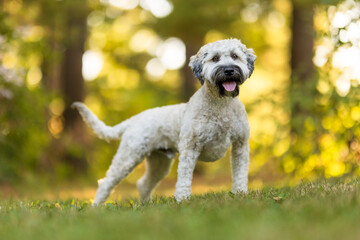 White Dog Standing in Forest