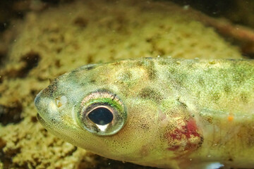 Underwater close-up of a juvenile brown trout (Salmo trutta), showing its eye and head details, a freshwater salmonid living in rivers and streams