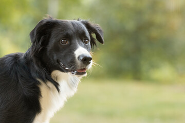 Alert Border Collie Outdoors