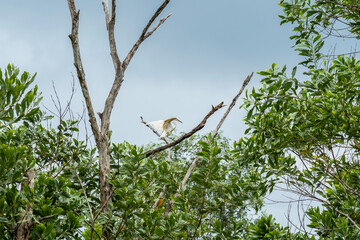 Little egret (Egretta garzetta) landing on a bare branch in the forest. White bird perched on dead tree with wings spread wide