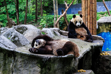 Giant panda (Ailuropoda melanoleuca)  in the Bifengxia Panda Base of Ya'an City, Sichuan Province, China © DarthSkywalker