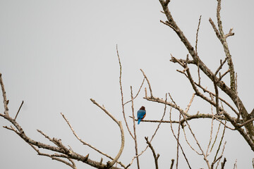 White-throated Kingfisher (Halcyon smyrnensis) bird perched on a bare branch against a bright, overcast sky. The bird is vibrant blue and brown and white plumage