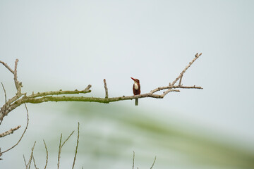 White-throated Kingfisher (Halcyon smyrnensis) bird perched on a bare branch against a bright, overcast sky. The bird is vibrant blue and brown and white plumage