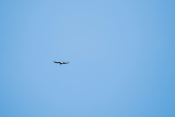 Brahminy Kite (Haliastur indus) flying in the blue sky. Eagle bird flight and soars with wings spread