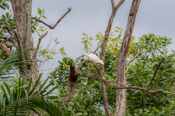 Little egret (Egretta garzetta) perched on a bare branch in lush green foliage. Close up a white bird standing on dead tree in the forest