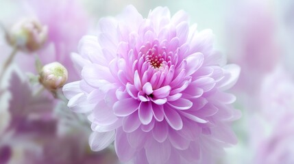 Closeup of soft pink chrysanthemum flower with translucent petals and bright white background, romantic floral composition