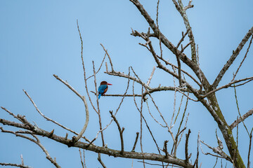 White-throated Kingfisher (Halcyon smyrnensis) bird perched on a bare branch against a blue sky. The bird is vibrant blue and brown and white plumage
