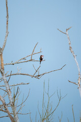 White-throated Kingfisher (Halcyon smyrnensis) bird perched on a bare branch against a blue sky. The bird is vibrant blue and brown and white plumage