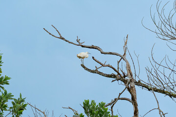 Little egret (Egretta garzetta) perched on a bare tree branch in forest. White Bird standing on dry dead tree. Wildlife. Bird watching