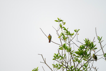 Pink-necked Green Pigeon (Treron vernans) perched on a tree branch isolated white background. Birds on twig. Wildlife