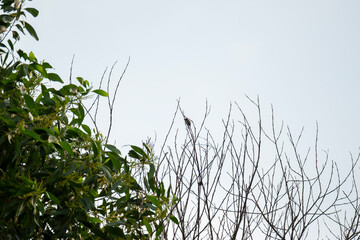 Pink-necked Green Pigeon (Treron vernans) perched on bare tree branch isolated white background. Birds on dead tree twig. Wildlife