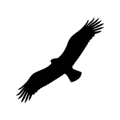Black silhouette of a bird of prey soaring in the sky