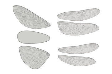 Anatomical study of insect wings featuring intricate venation patterns and diverse shapes on a white background