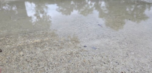 A thin puddle on a rough surface reflects the silhouettes of trees above. The image captures the fragile moment where solid and liquid meet in a play of light