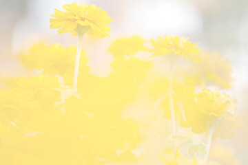 Chrysanthemum yellow flowers beautiful blurred background nature in pastel colors with a soft focus of yellow shades. fresh wallpaper concept, among green leaves and other blossom blur background.	