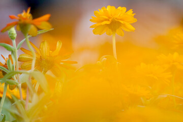 Chrysanthemum yellow flowers beautiful blurred background nature in pastel colors with a soft focus of yellow shades. fresh wallpaper concept, among green leaves and other blossom blur background.	