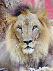 Close-up portrait of a majestic lion with golden mane, symbol of strength, courage, and wildlife conservation perfect for educational materials, advertising, editorial use, and inspirational designs.
