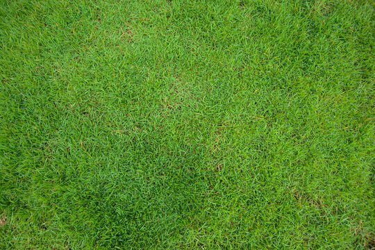 Close-up image of green grass, grass background, bird eyes view. - Powered by Adobe
