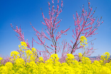 桃の花と菜の花の競演 和歌山県桃山町
