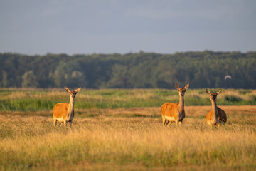 Rotwild in der Wiese