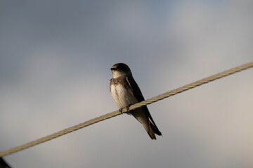 Rauchschwalbe in der Morgensonne