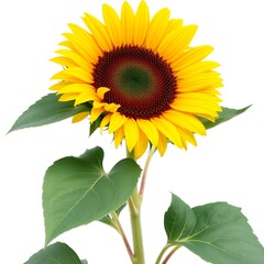 Obraz premium Large bright yellow sunflower with deep red center and green leaves on white background