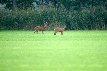 roe deer on a field early in the morning