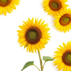Obraz premium Multiple bright yellow sunflowers with brown centers and green leaves against a plain white background