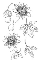 Vector illustration of passionflower (Passiflora) with leaves, exotic blossoms, and ripe fruits. Hand-drawn botanical artwork, perfect for herbal design, tropical themes, natural cosmetics packaging