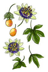 Vector illustration of passionflower (Passiflora) with leaves, exotic blossoms, and ripe fruits. Hand-drawn botanical artwork, perfect for herbal design, tropical themes, natural cosmetics packaging