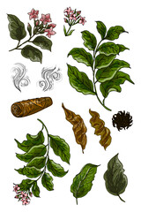 Vector illustration of tobacco plant with leaves, flowers, dried leaves, cigar and smoke elements. Hand-drawn botanical set, perfect for vintage design, packaging, labels, herbal posters, tobacco