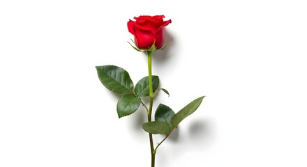 Obraz premium A single red rose with green leaves isolated on white background