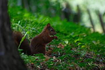 Eichh&ouml;rnchen