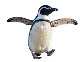  Playful Dancing Penguin PNG Transparent Background