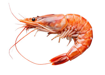 Single cooked shrimp isolated on transparent background